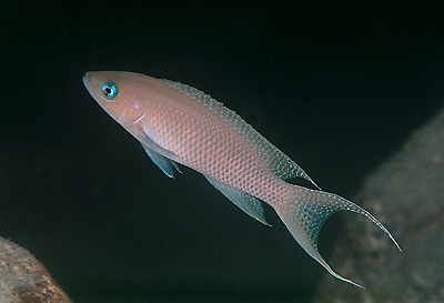 Neolamprologus gracilis 'Tembe Deux'
